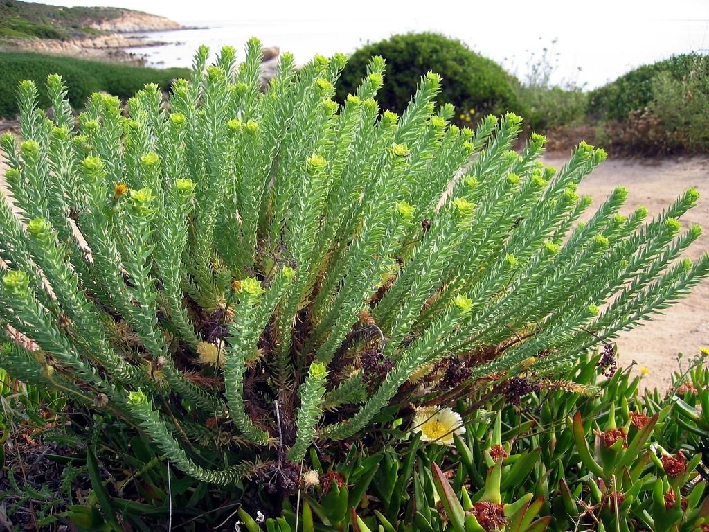 Morganheira-das-praias (Euphorbia paralias)