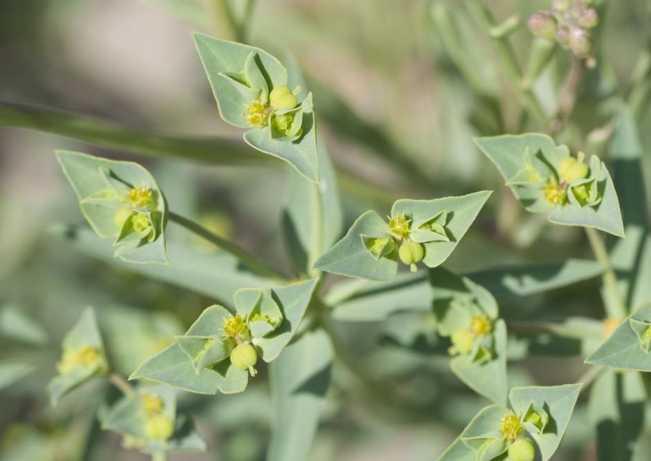 Como plantar Morganheira-das-praias (Euphorbia paralias)_1