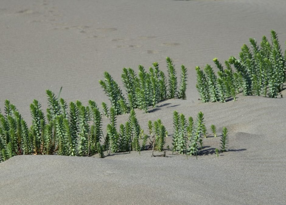 Onde plantar Morganheira-das-praias (Euphorbia paralias)_2