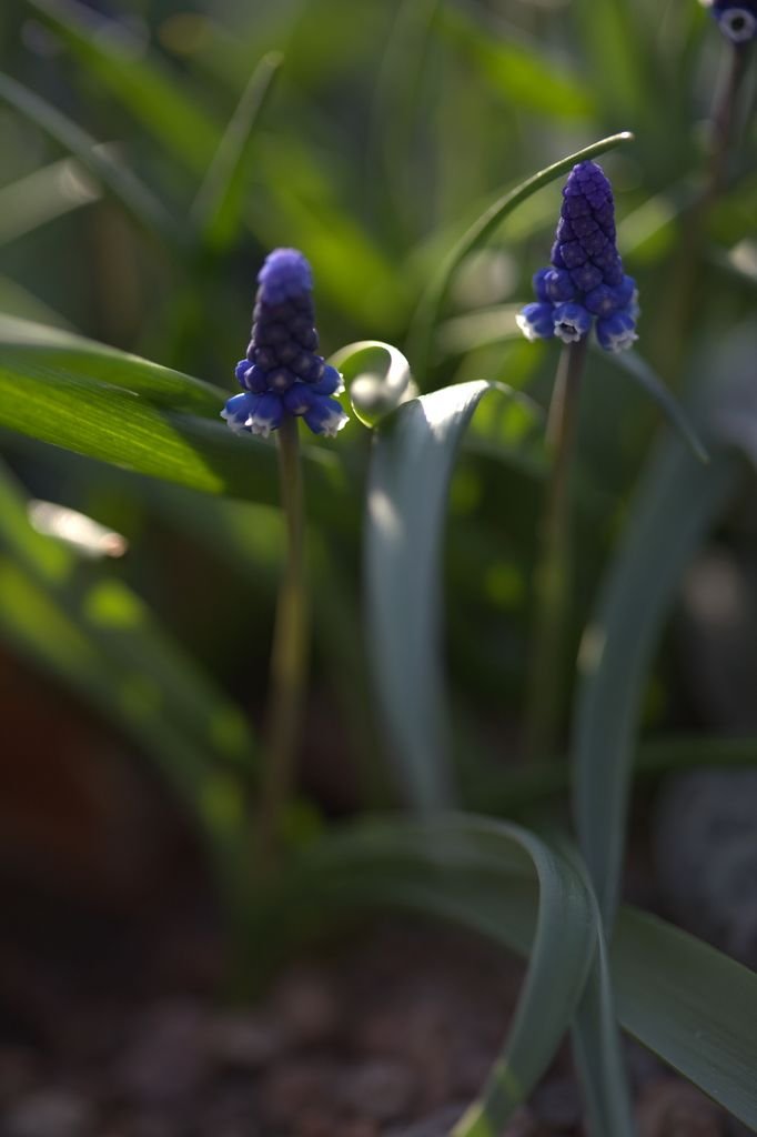 Muscari aucheri (Muscari aucheri)