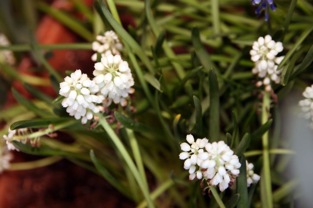 Muscari aucheri 'White Magic' (Muscari aucheri 'White Magic')
