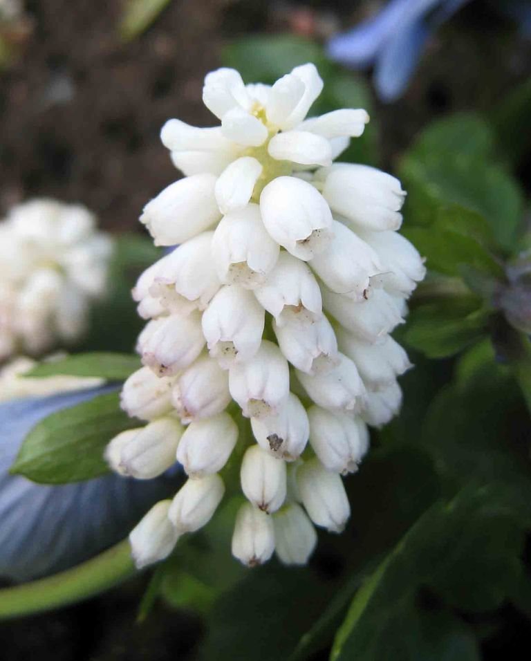 Como plantar Muscari aucheri 'White Magic' (Muscari aucheri 'White Magic')_1