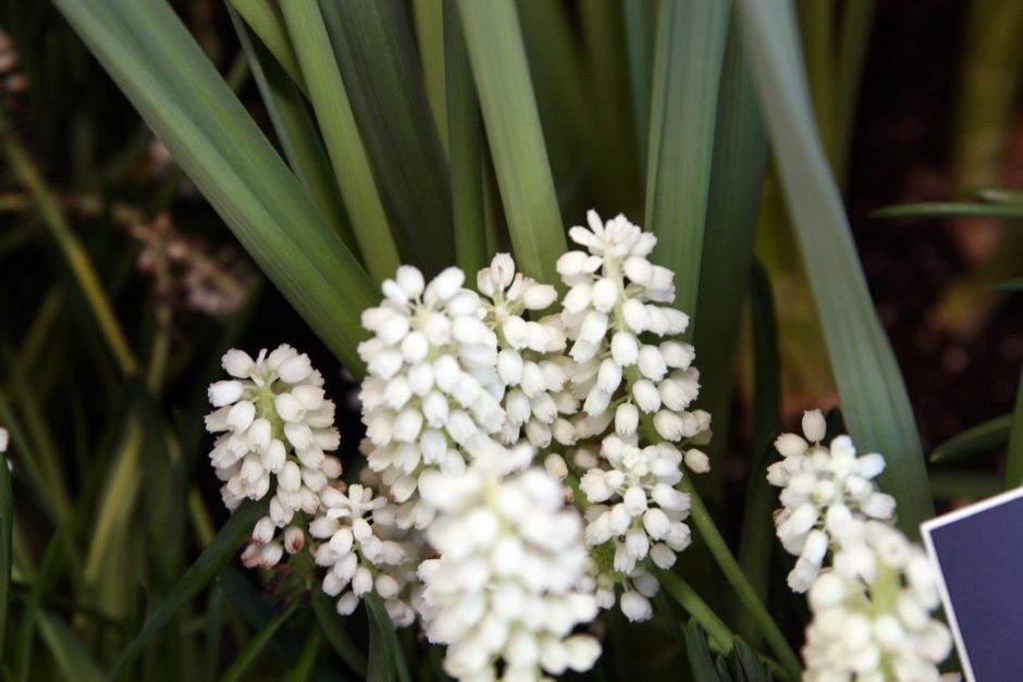 Onde plantar Muscari aucheri 'White Magic' (Muscari aucheri 'White Magic')_2