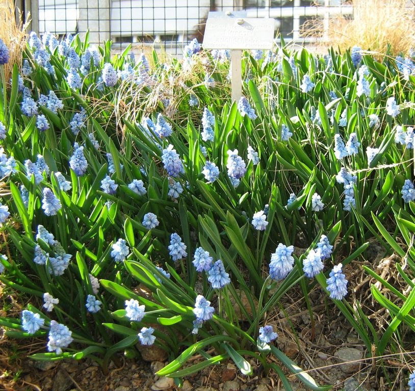 Muscari azureum (Muscari azureum)