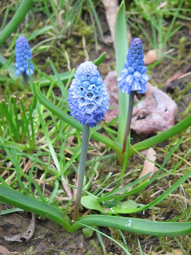 Como plantar Muscari azureum (Muscari azureum)_1
