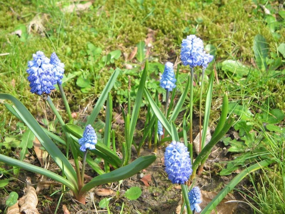 Onde plantar Muscari azureum (Muscari azureum)_2