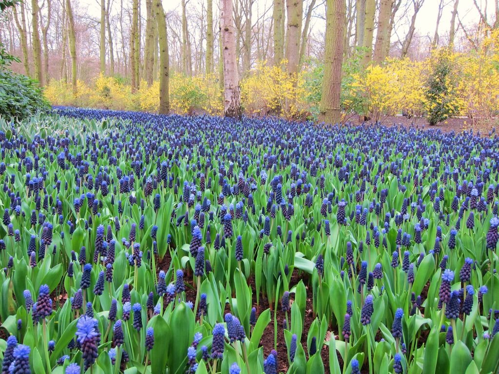 Muscari latifolium (Muscari latifolium)
