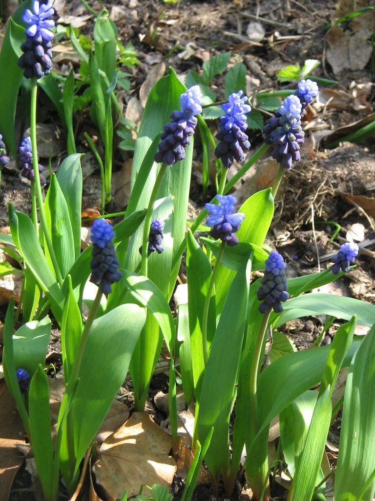Como plantar Muscari latifolium (Muscari latifolium)_1