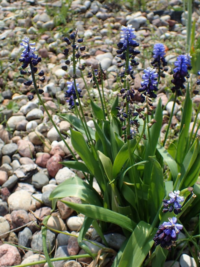 Onde plantar Muscari latifolium (Muscari latifolium)_2