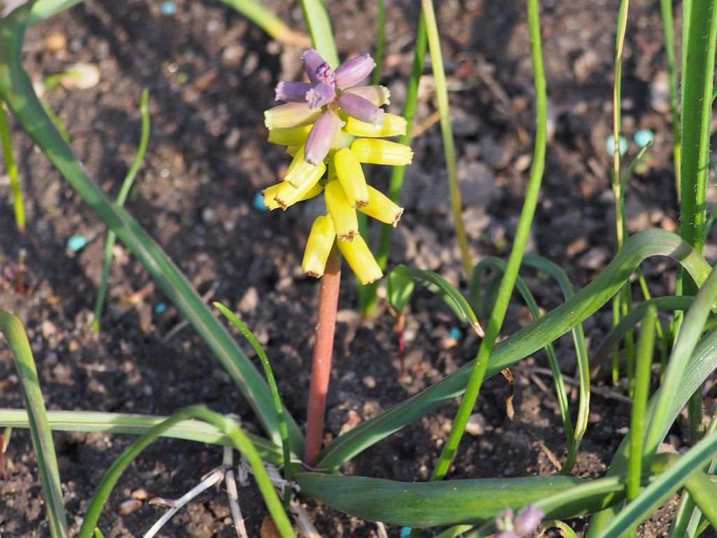 Muscari macrocarpum (Muscari macrocarpum)