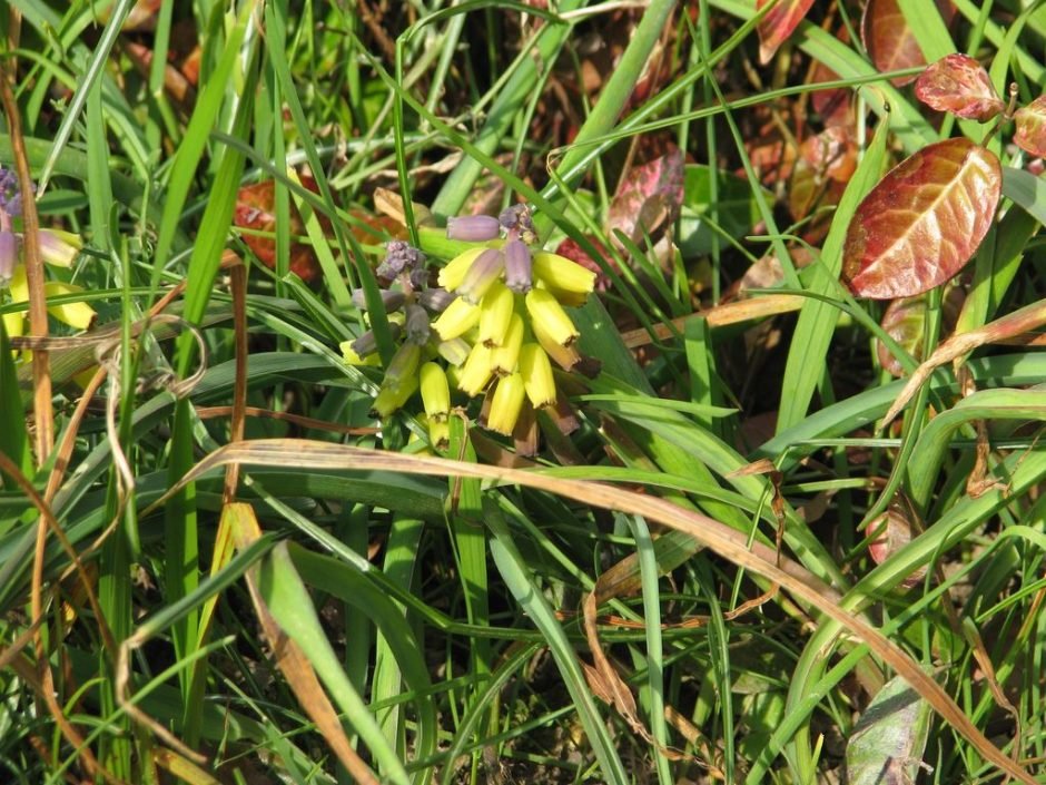 Como plantar Muscari macrocarpum (Muscari macrocarpum)_1