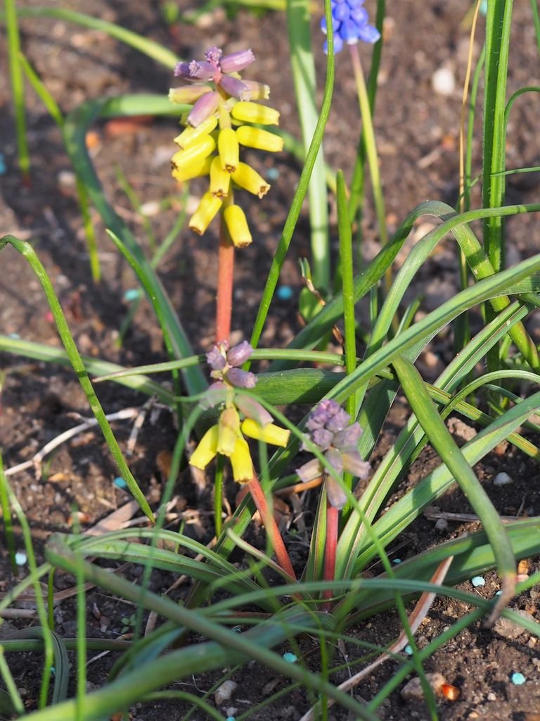 Onde plantar Muscari macrocarpum (Muscari macrocarpum)_2