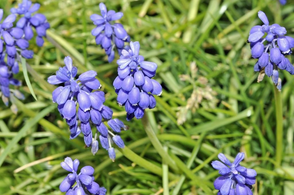 Muscari neglectum (Muscari neglectum)