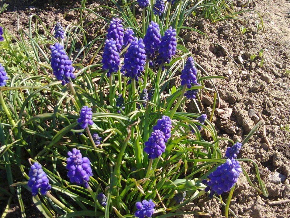 Como plantar Muscari neglectum (Muscari neglectum)_1