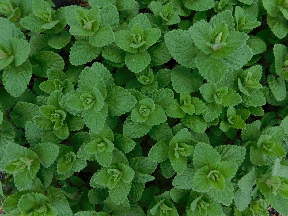 Como plantar Nepeta 'Joanna Reed' (Nepeta 'Joanna Reed')_1