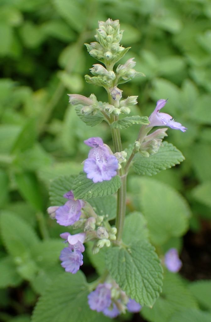 Onde plantar Nepeta 'Joanna Reed' (Nepeta 'Joanna Reed')_2