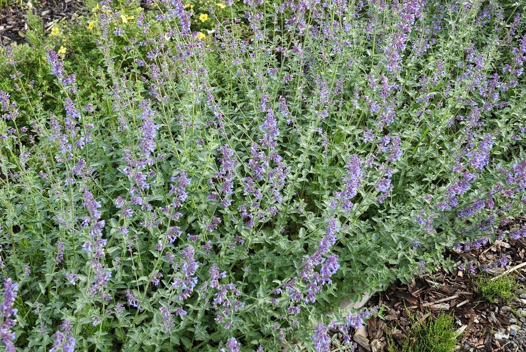 Nepeta 'Six Hills Giant' (Nepeta 'Six Hills Giant')