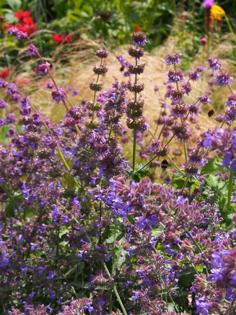 Como plantar Nepeta 'Six Hills Giant' (Nepeta 'Six Hills Giant')_1
