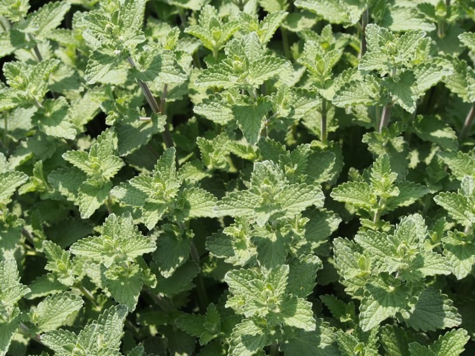 Onde plantar Nepeta 'Six Hills Giant' (Nepeta 'Six Hills Giant')_2
