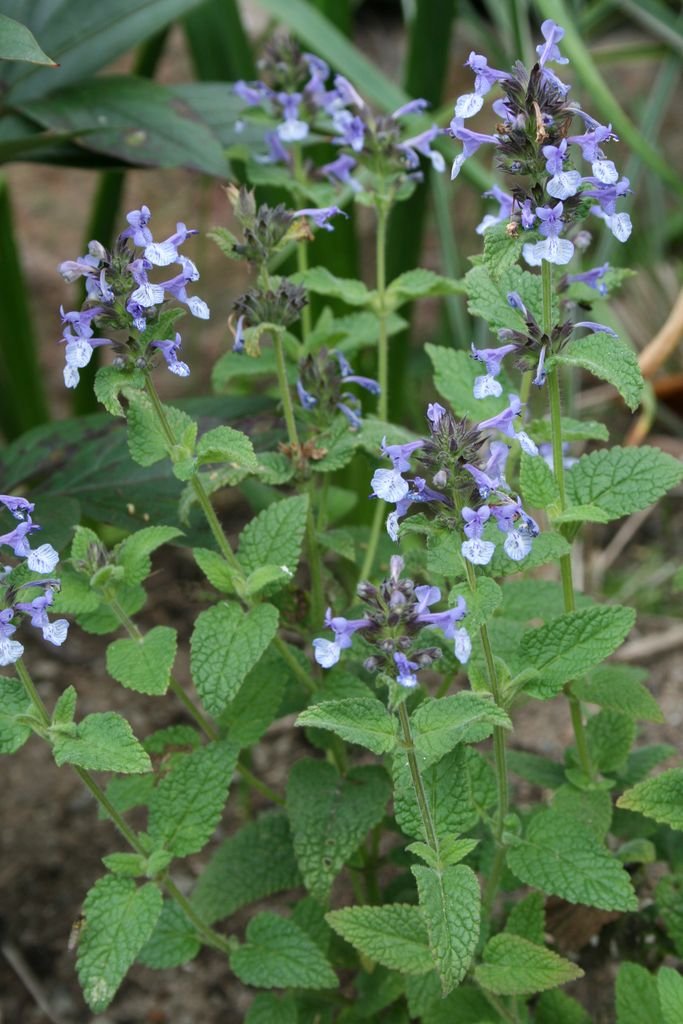Como plantar Nepeta clarkei (Nepeta clarkei)_1