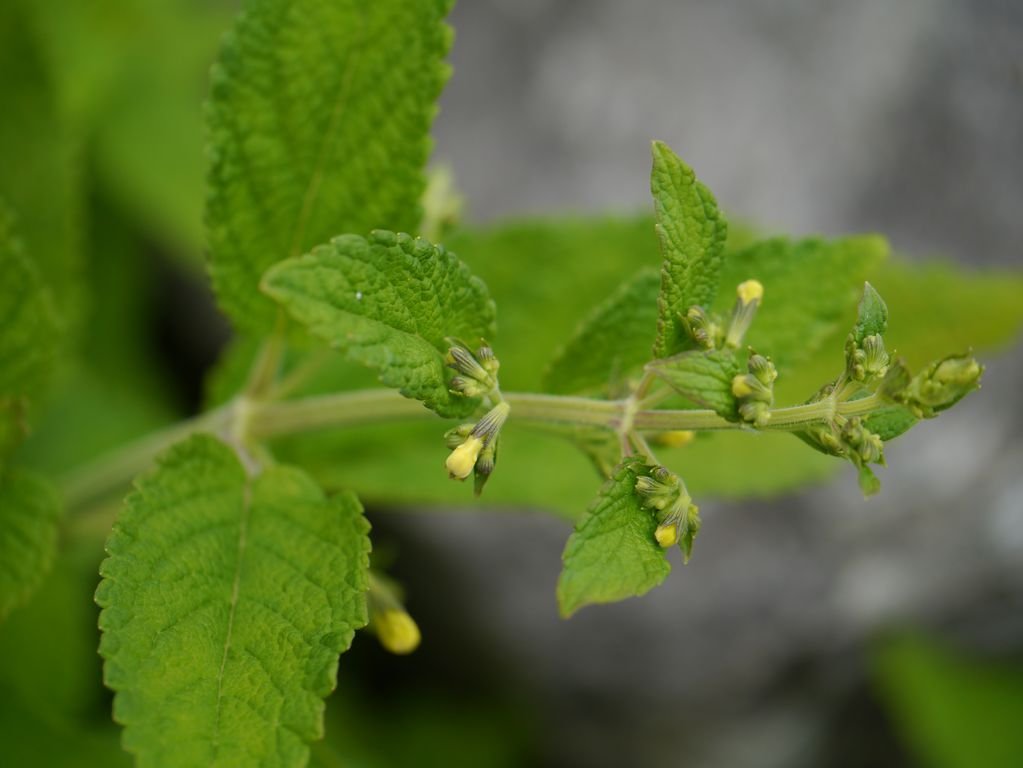 Nepeta govaniana (Nepeta govaniana)