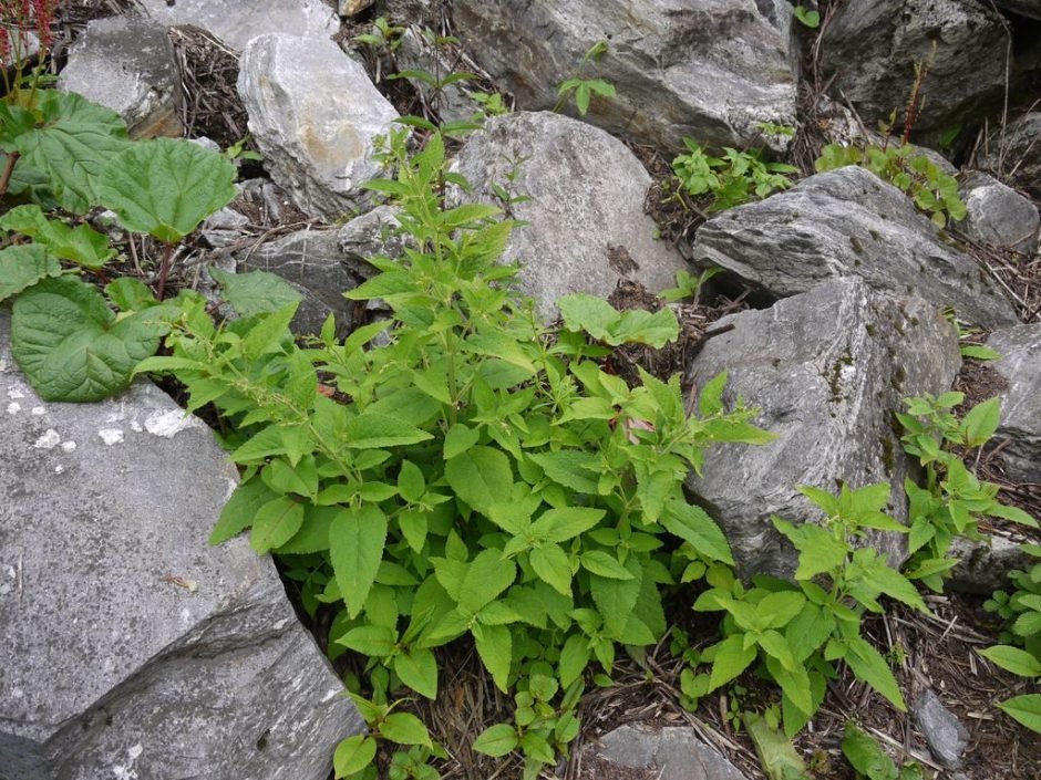 Como plantar Nepeta govaniana (Nepeta govaniana)_1