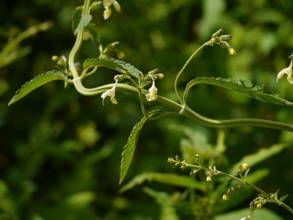 Onde plantar Nepeta govaniana (Nepeta govaniana)_2