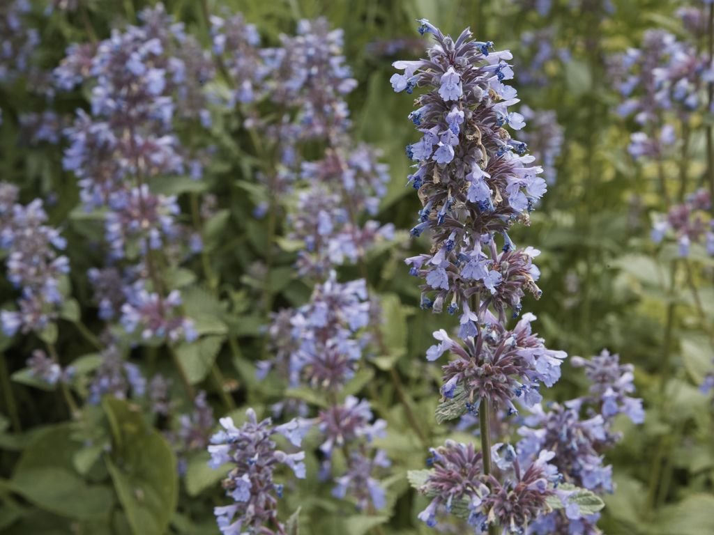 Nepeta grandiflora (Nepeta grandiflora)