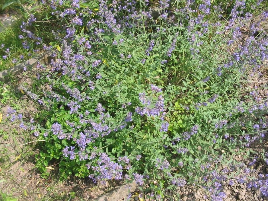 Como plantar Nepeta grandiflora (Nepeta grandiflora)_1