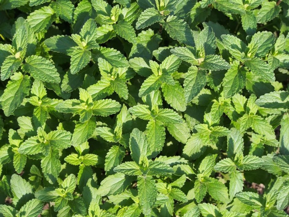 Onde plantar Nepeta grandiflora (Nepeta grandiflora)_2