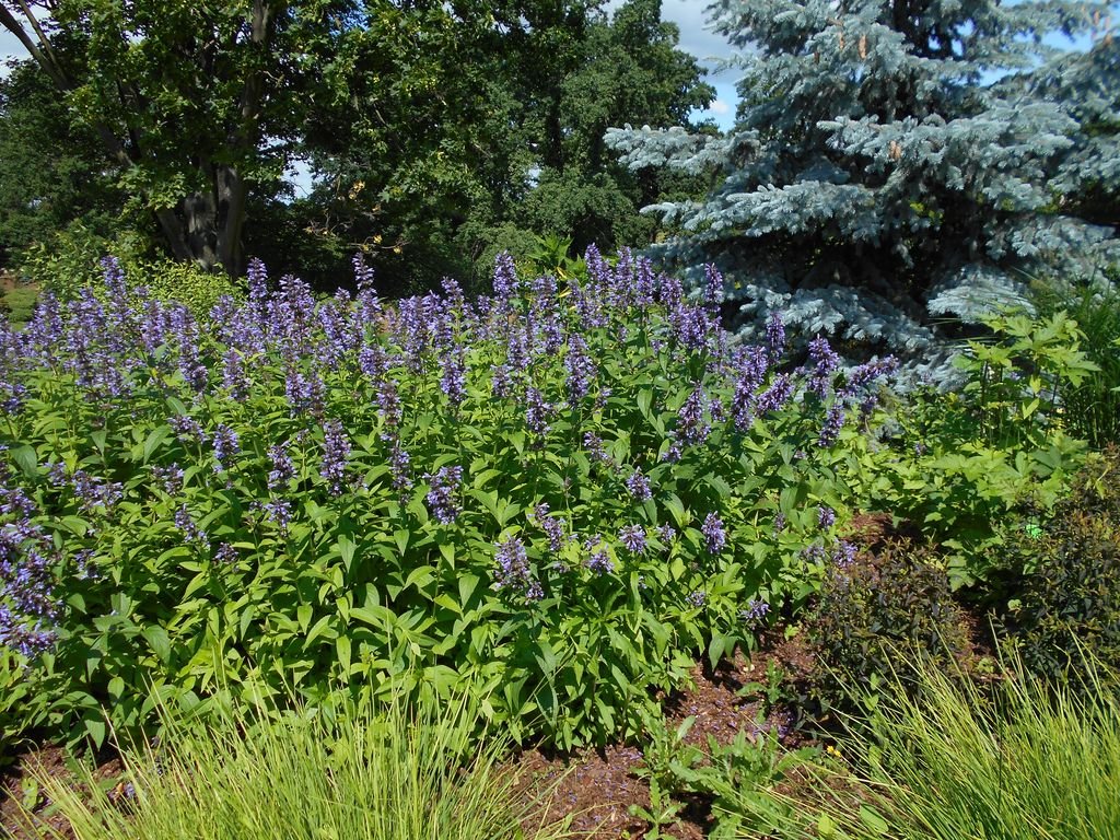 Nepeta kubanica (Nepeta kubanica)