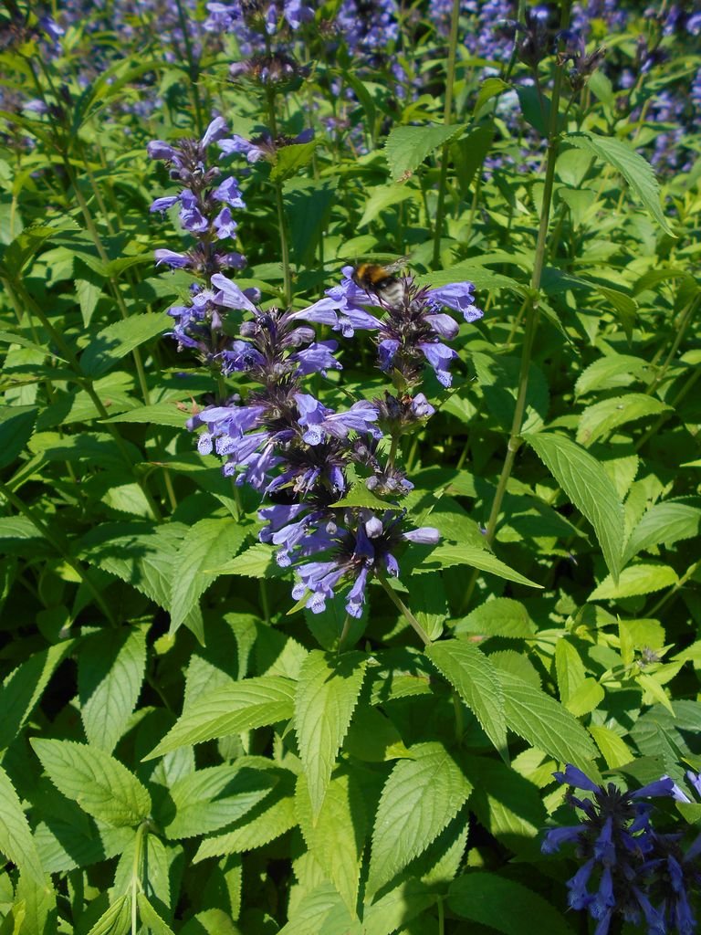 Como plantar Nepeta kubanica (Nepeta kubanica)_1