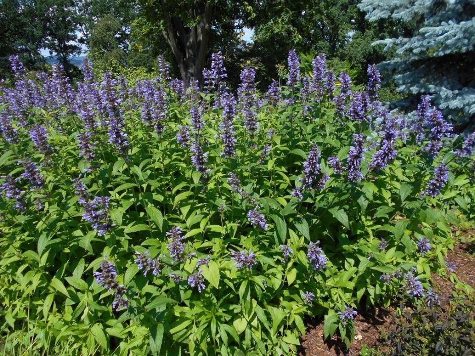 Onde plantar Nepeta kubanica (Nepeta kubanica)_2