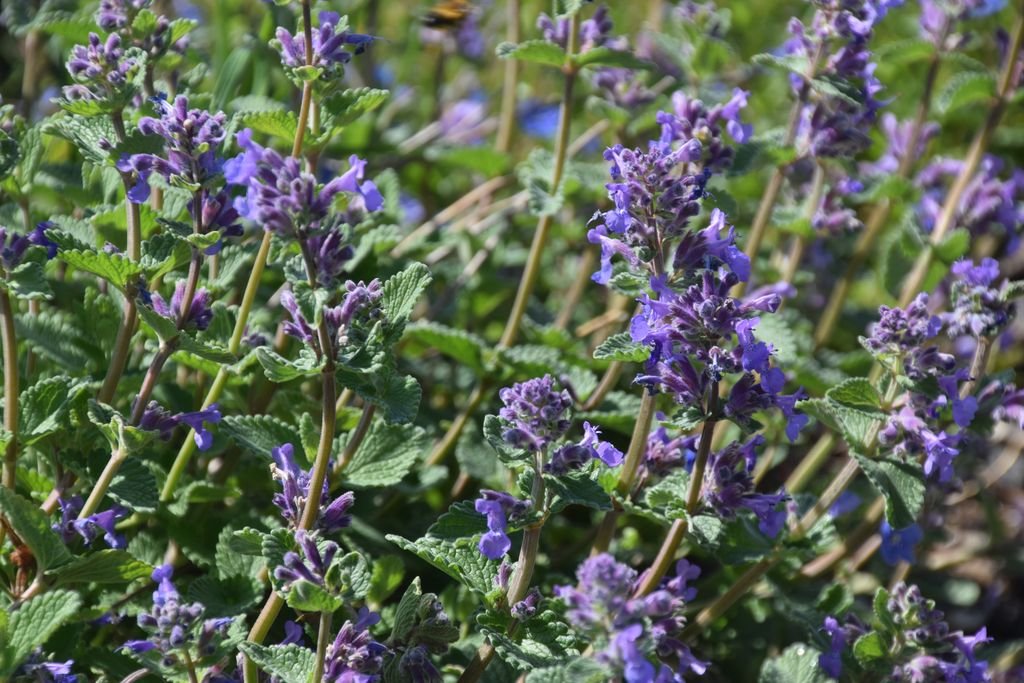 Nepeta latifolia (Nepeta latifolia)