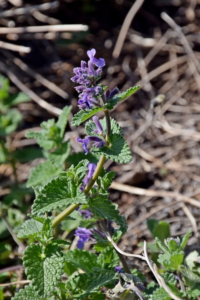 Como plantar Nepeta latifolia (Nepeta latifolia)_1