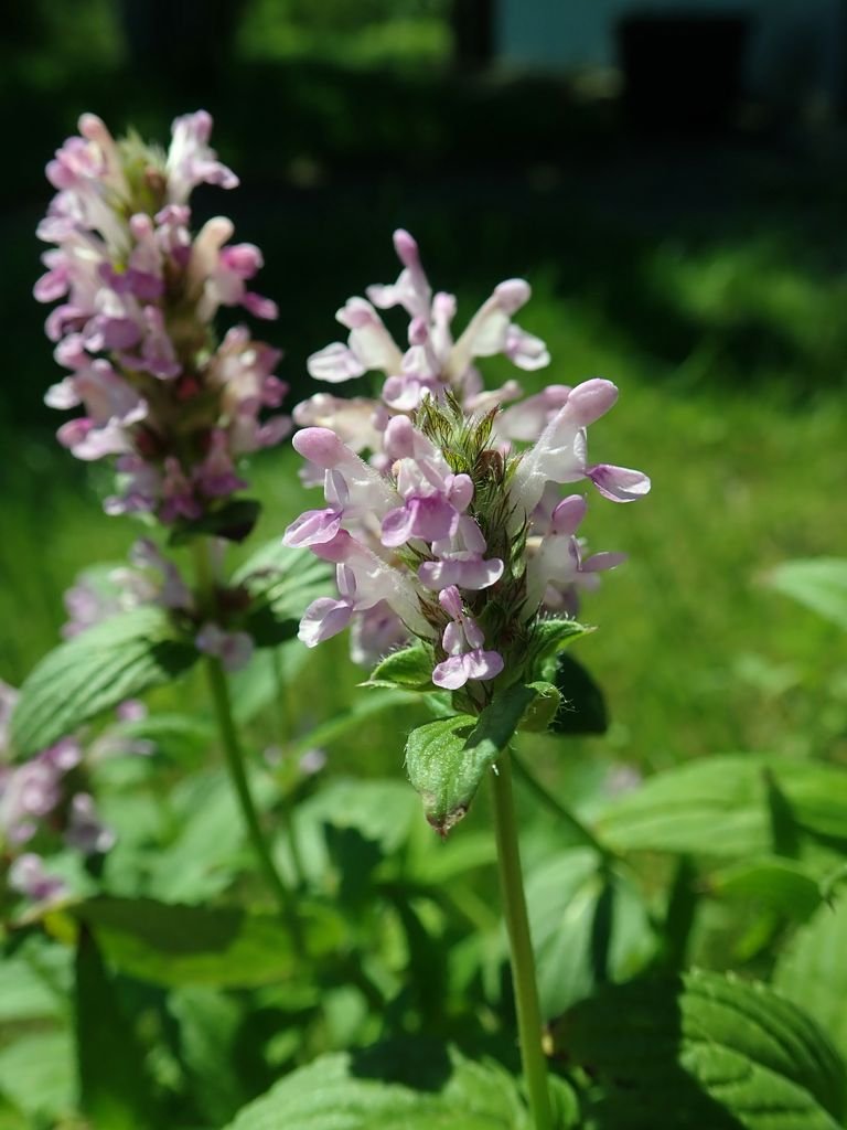 Nepeta nervosa (Nepeta nervosa)