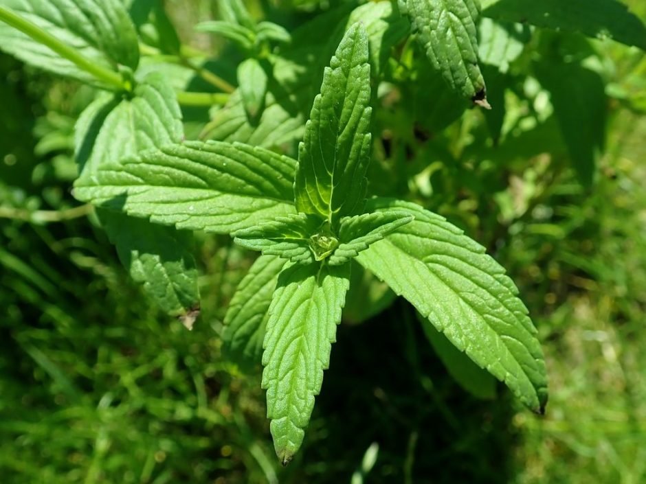 Como plantar Nepeta nervosa (Nepeta nervosa)_1