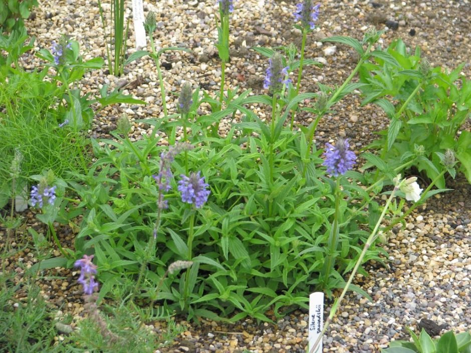 Onde plantar Nepeta nervosa (Nepeta nervosa)_2