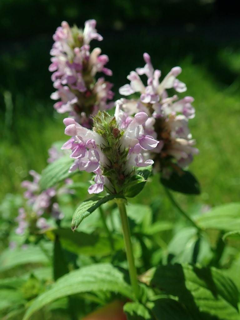 Onde plantar Nepeta nervosa 'Pink Cat' (Nepeta nervosa 'Pink Cat')_2