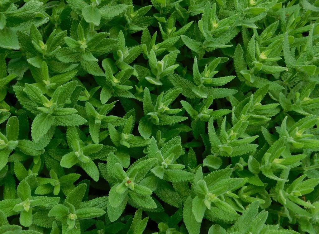Nepeta nuda (Nepeta nuda)