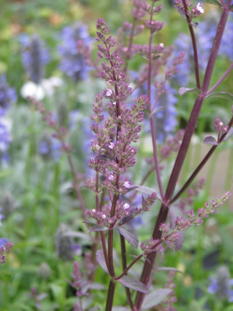 Como plantar Nepeta nuda (Nepeta nuda)_1