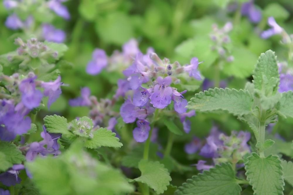 Nepeta racemosa 'Little Titch' (Nepeta racemosa 'Little Titch')