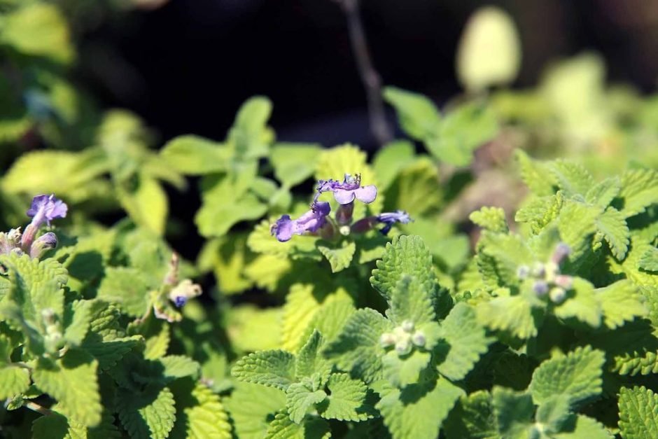 Como plantar Nepeta racemosa 'Little Titch' (Nepeta racemosa 'Little Titch')_1