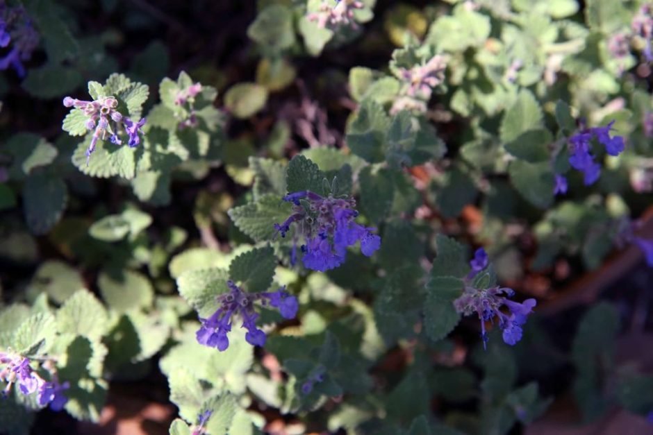 Onde plantar Nepeta racemosa 'Little Titch' (Nepeta racemosa 'Little Titch')_2
