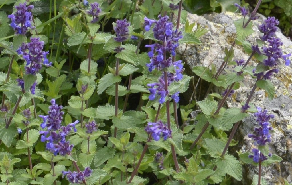 Nepeta racemosa (Nepeta racemosa)