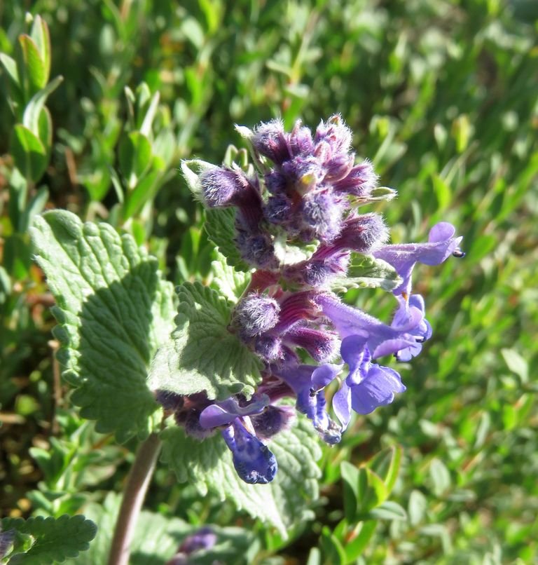 Como plantar Nepeta racemosa (Nepeta racemosa)_1