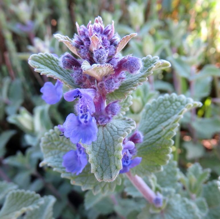 Onde plantar Nepeta racemosa (Nepeta racemosa)_2