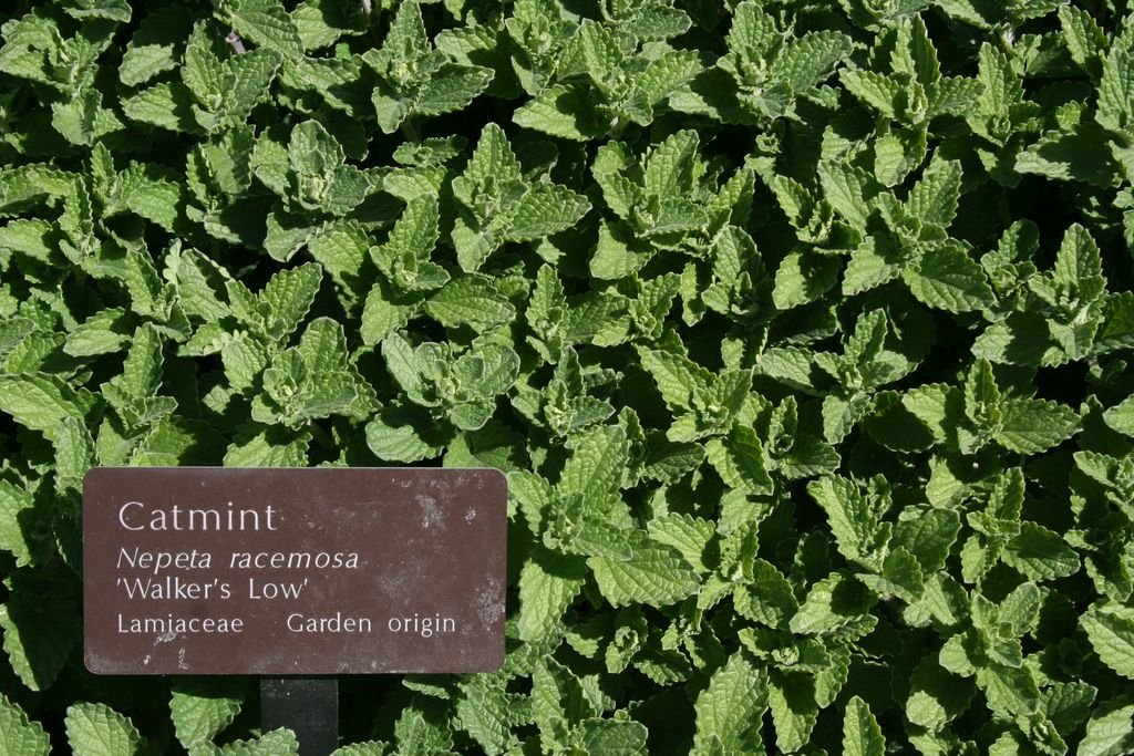 Nepeta racemosa 'Walker's Low' (Nepeta racemosa 'Walker's Low')