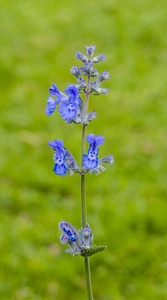 Como plantar Nepeta racemosa 'Walker's Low' (Nepeta racemosa 'Walker's Low')_1