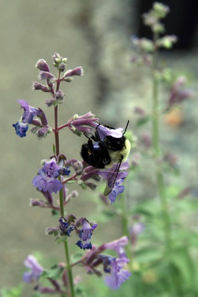 Onde plantar Nepeta racemosa 'Walker's Low' (Nepeta racemosa 'Walker's Low')_2